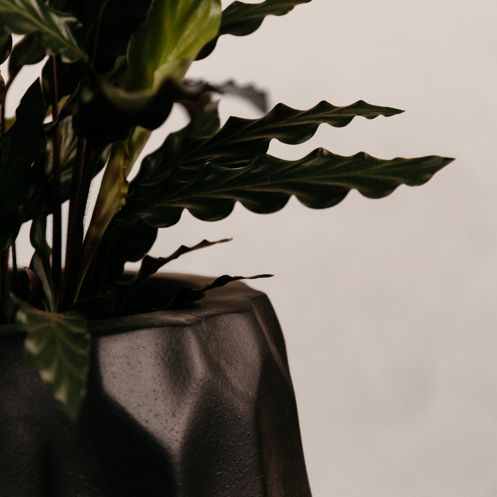 Amatola Planter