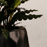 Amatola Planter