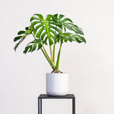 Apogee Planter