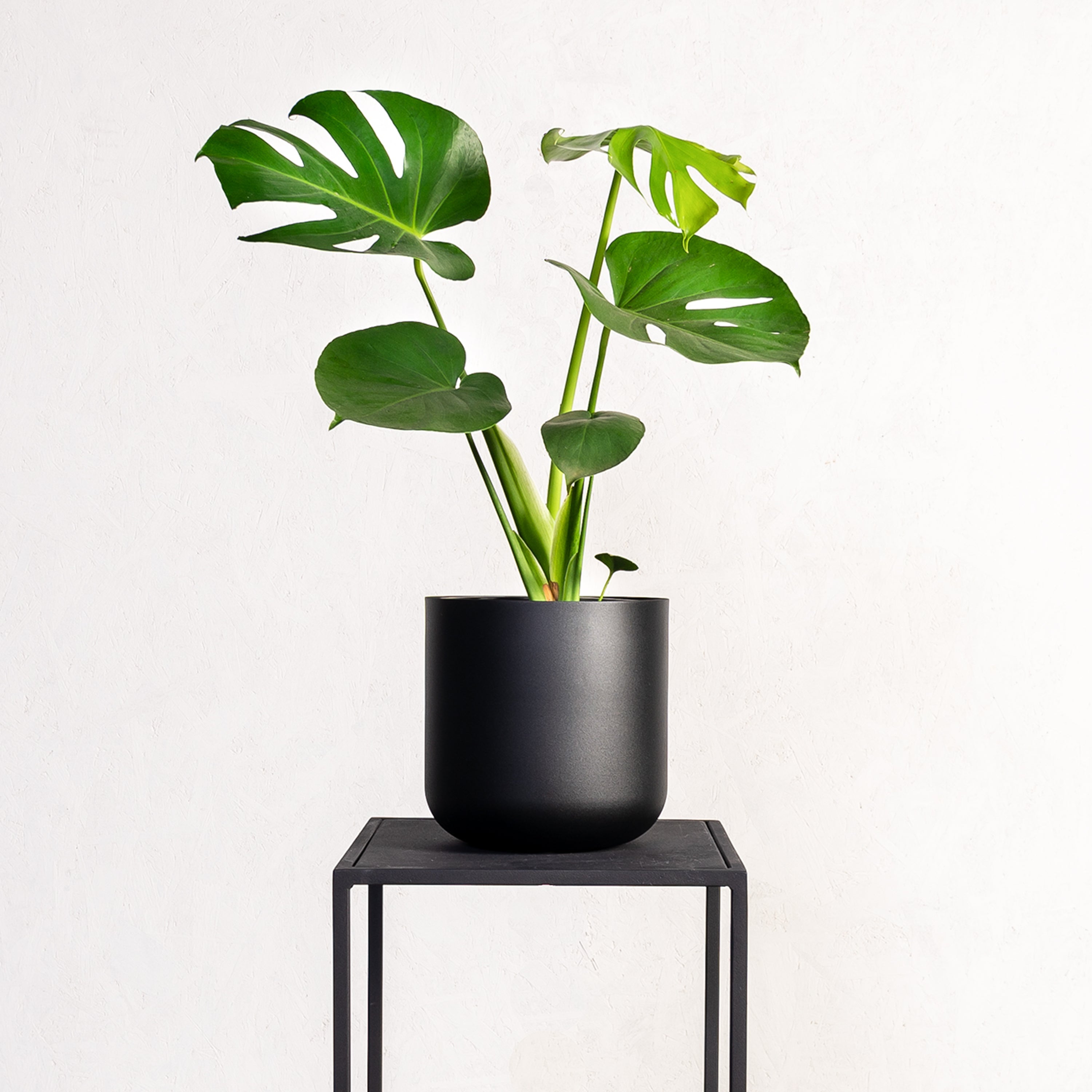 Apogee Planter