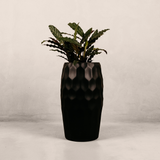 Amatola Planter