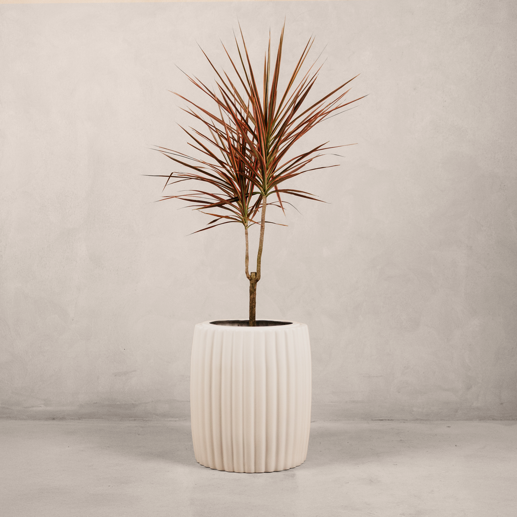 Robberg Planter