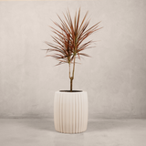 Robberg Planter
