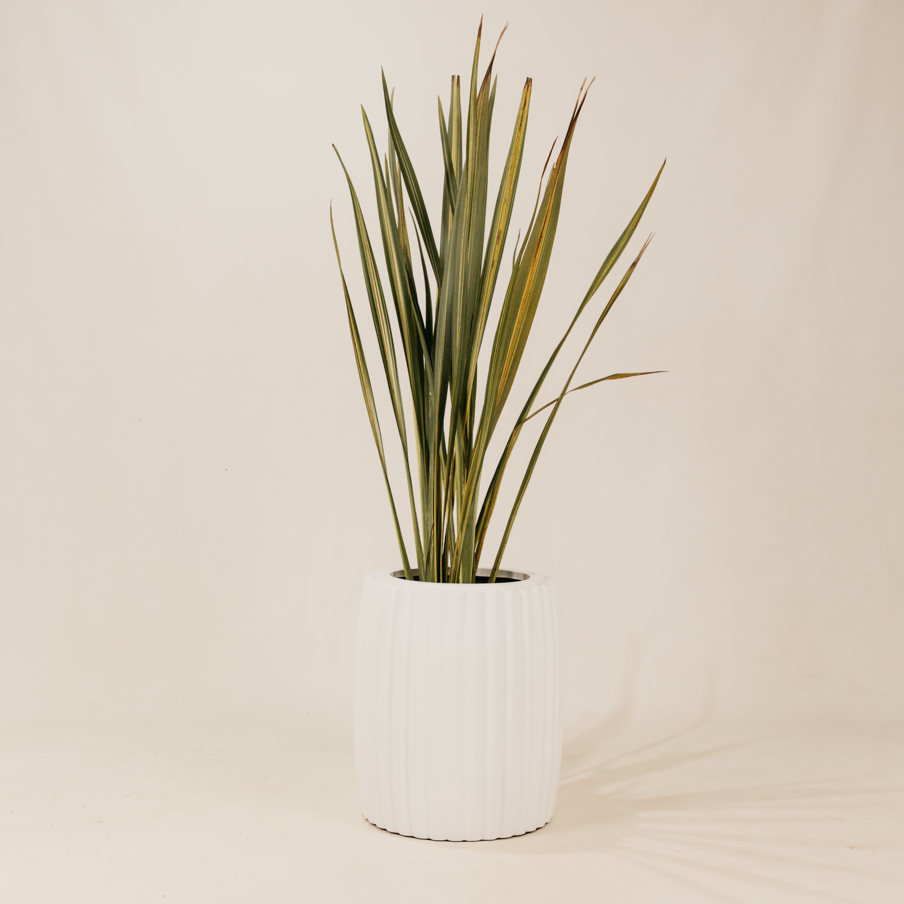 Robberg Planter