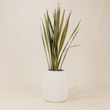 Robberg Planter