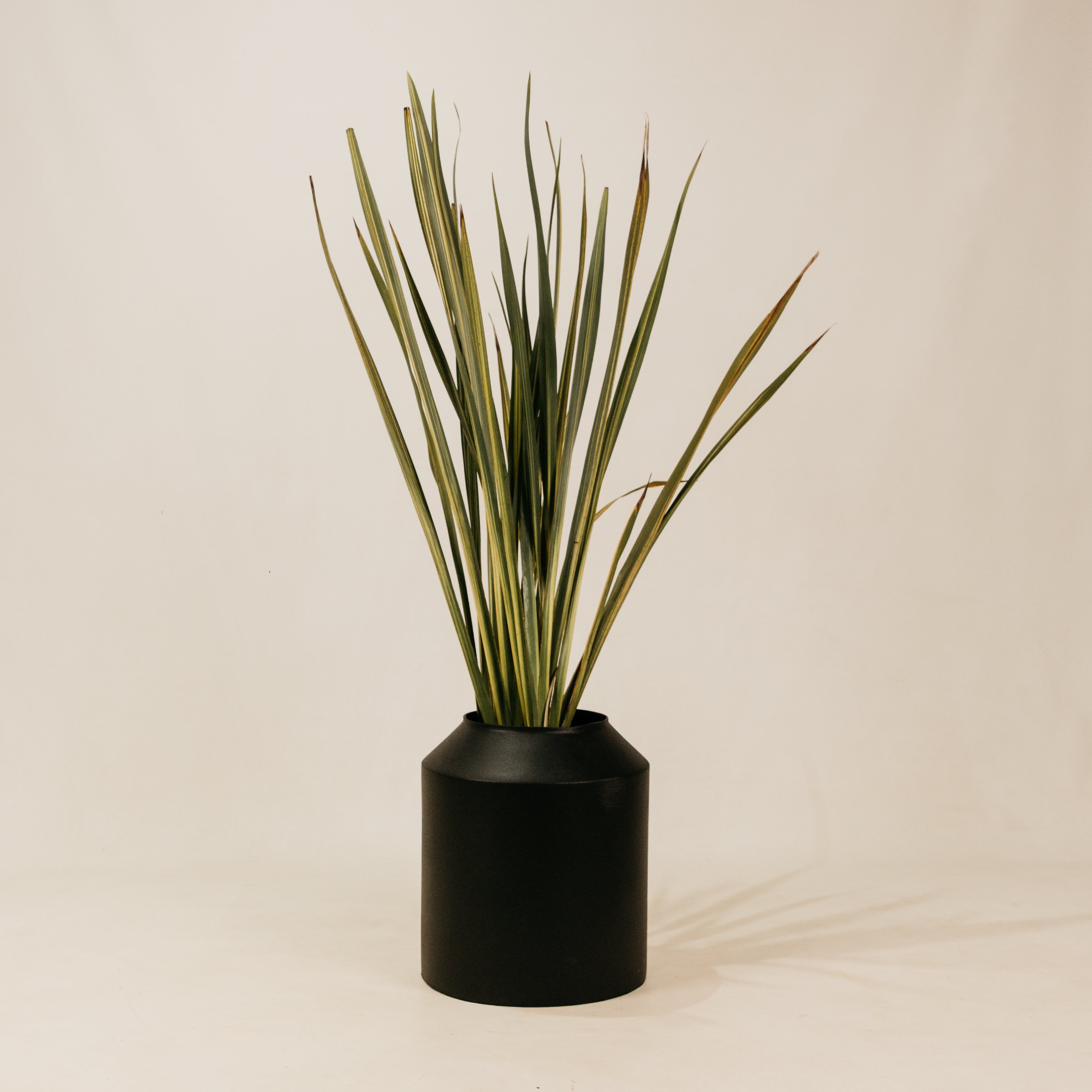 Agulhas Planter