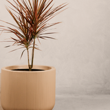 Magwa Planter