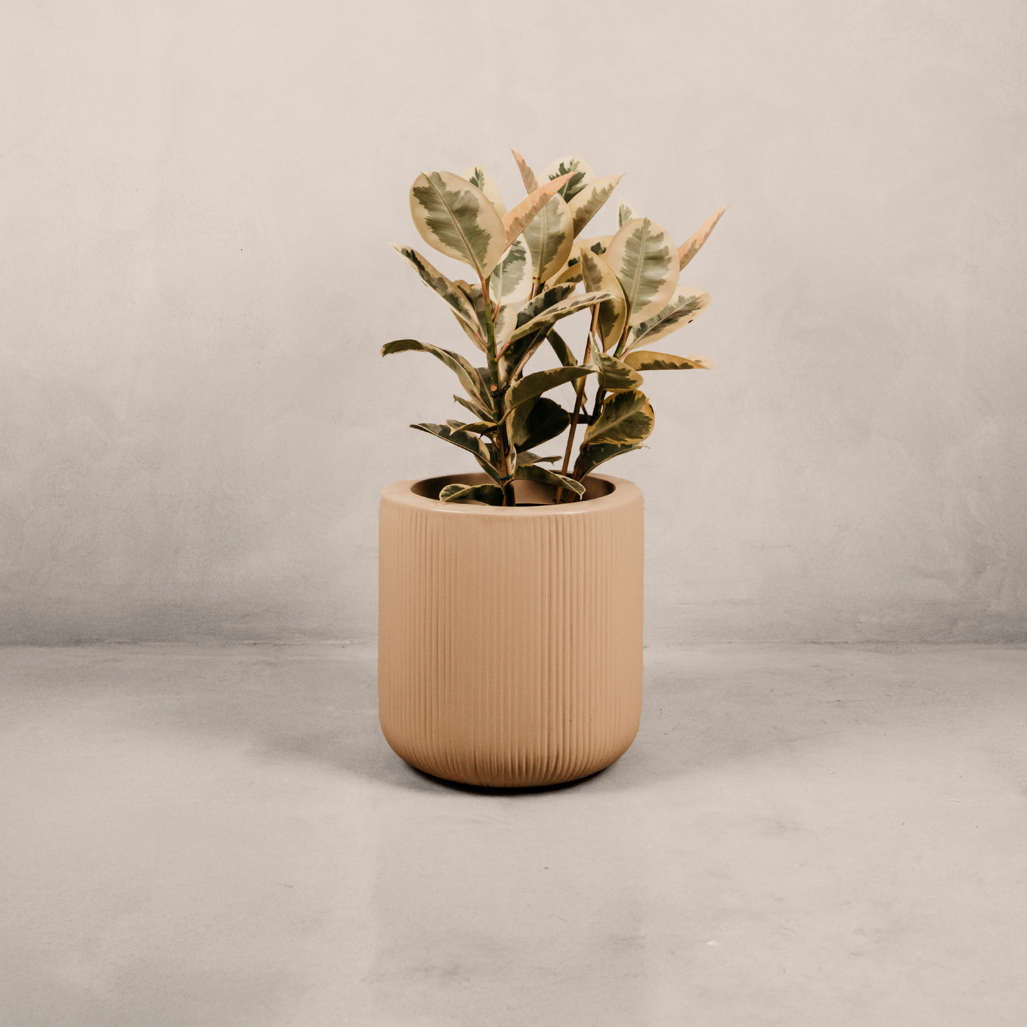 Magwa Planter