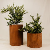 Kutu Planter - Rust