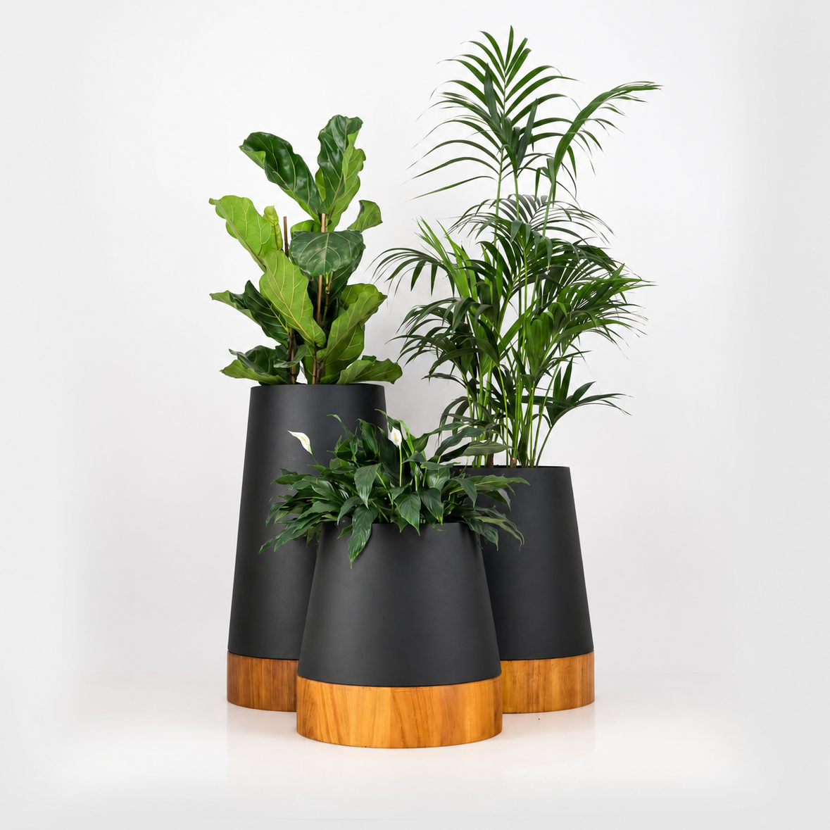 The Conica | Iroko Timber Base