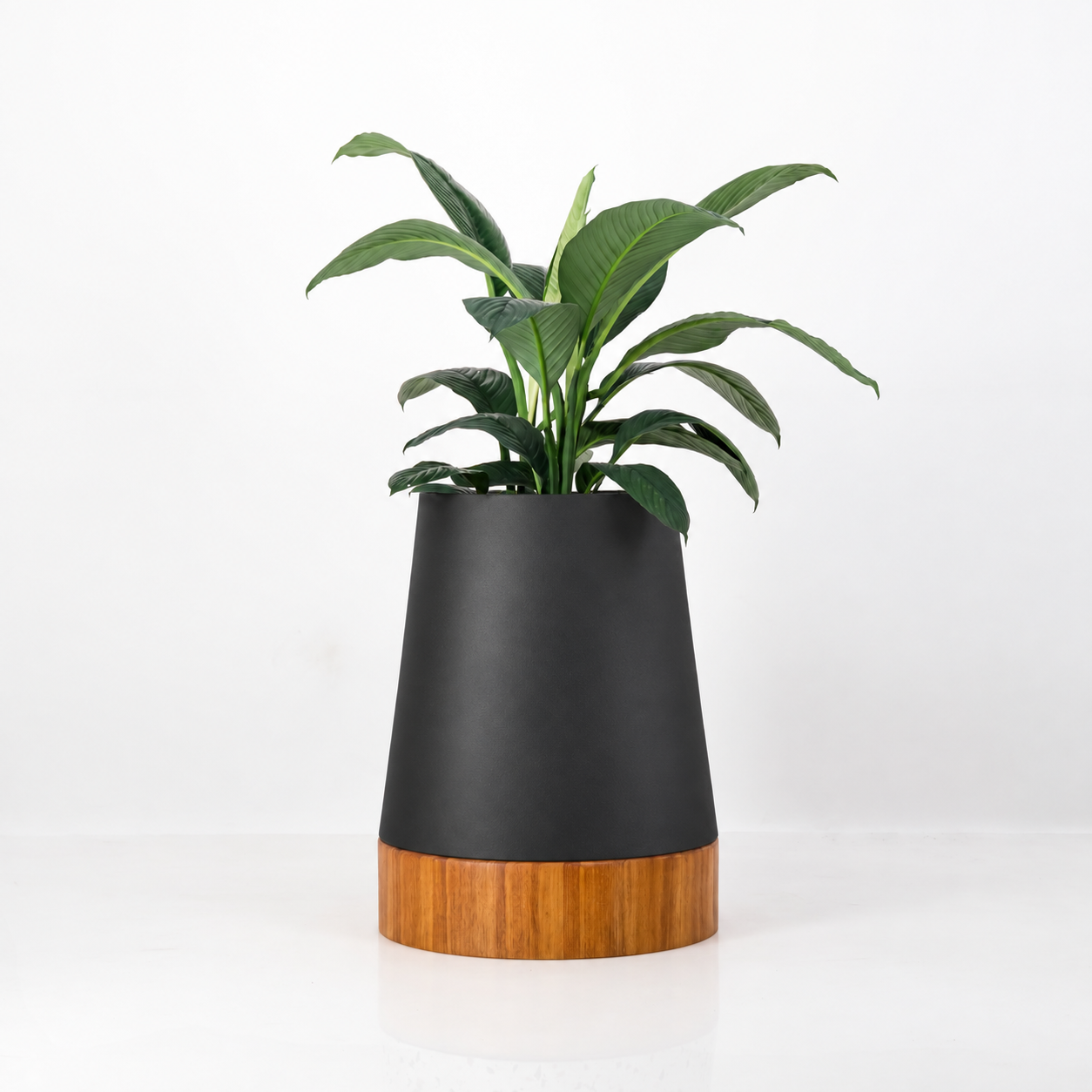The Conica | Iroko Timber Base