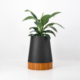 The Conica | Iroko Timber Base