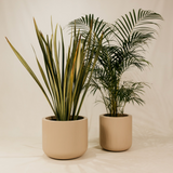 Magwa Planter