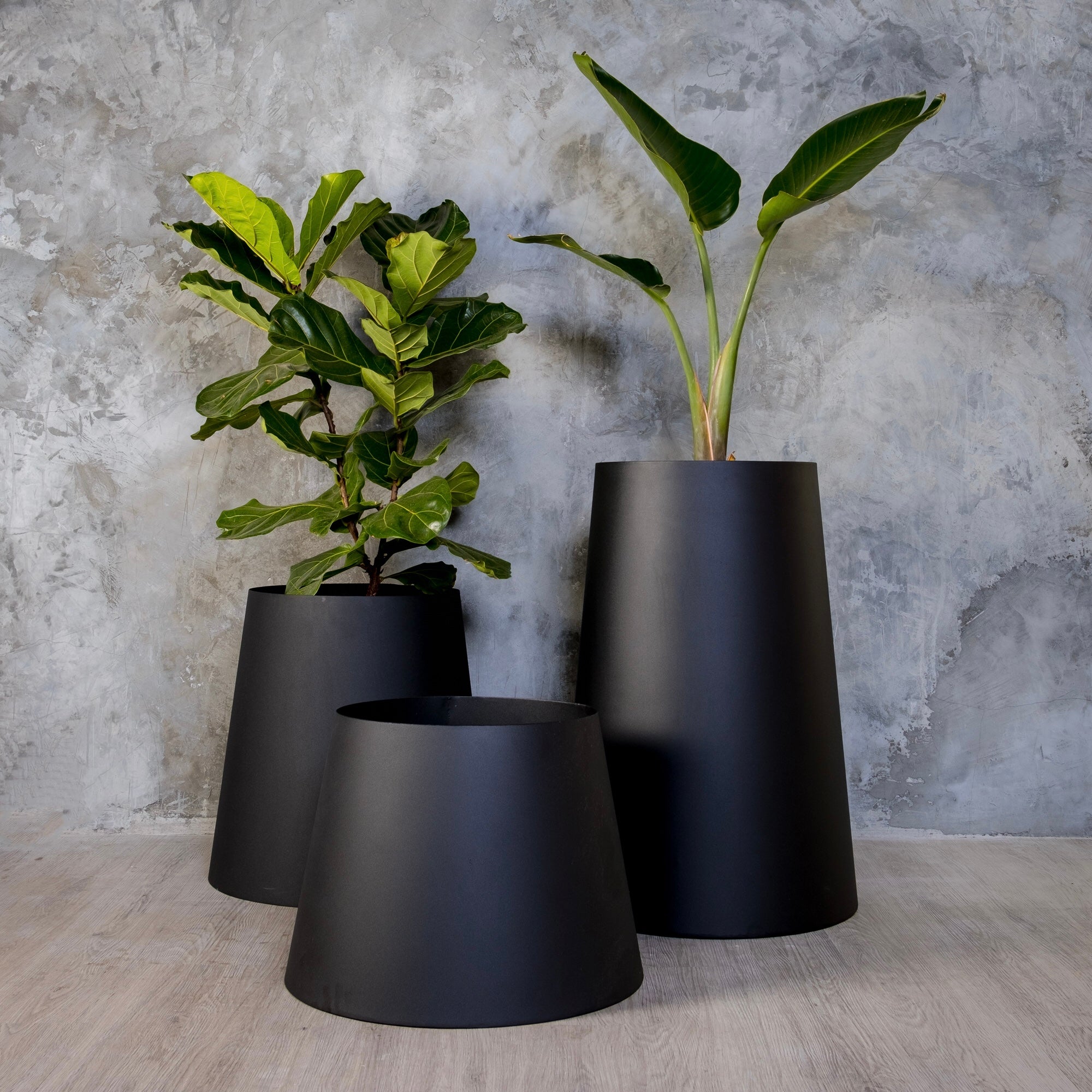 The Conica | Basic