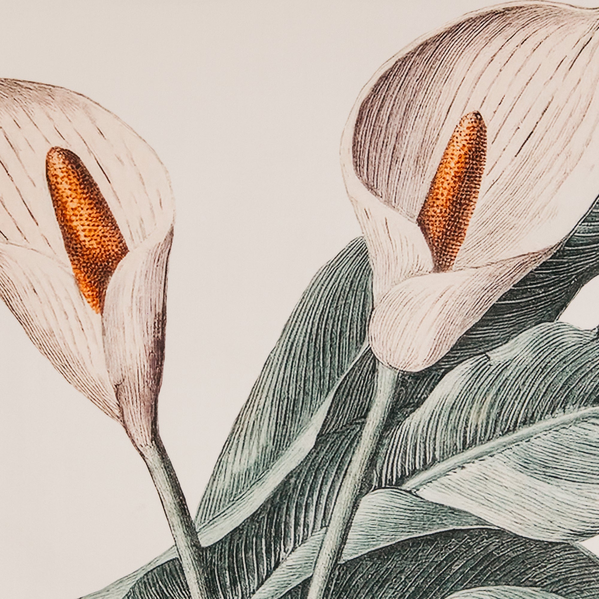 Calla Wall Art