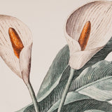 Calla Wall Art