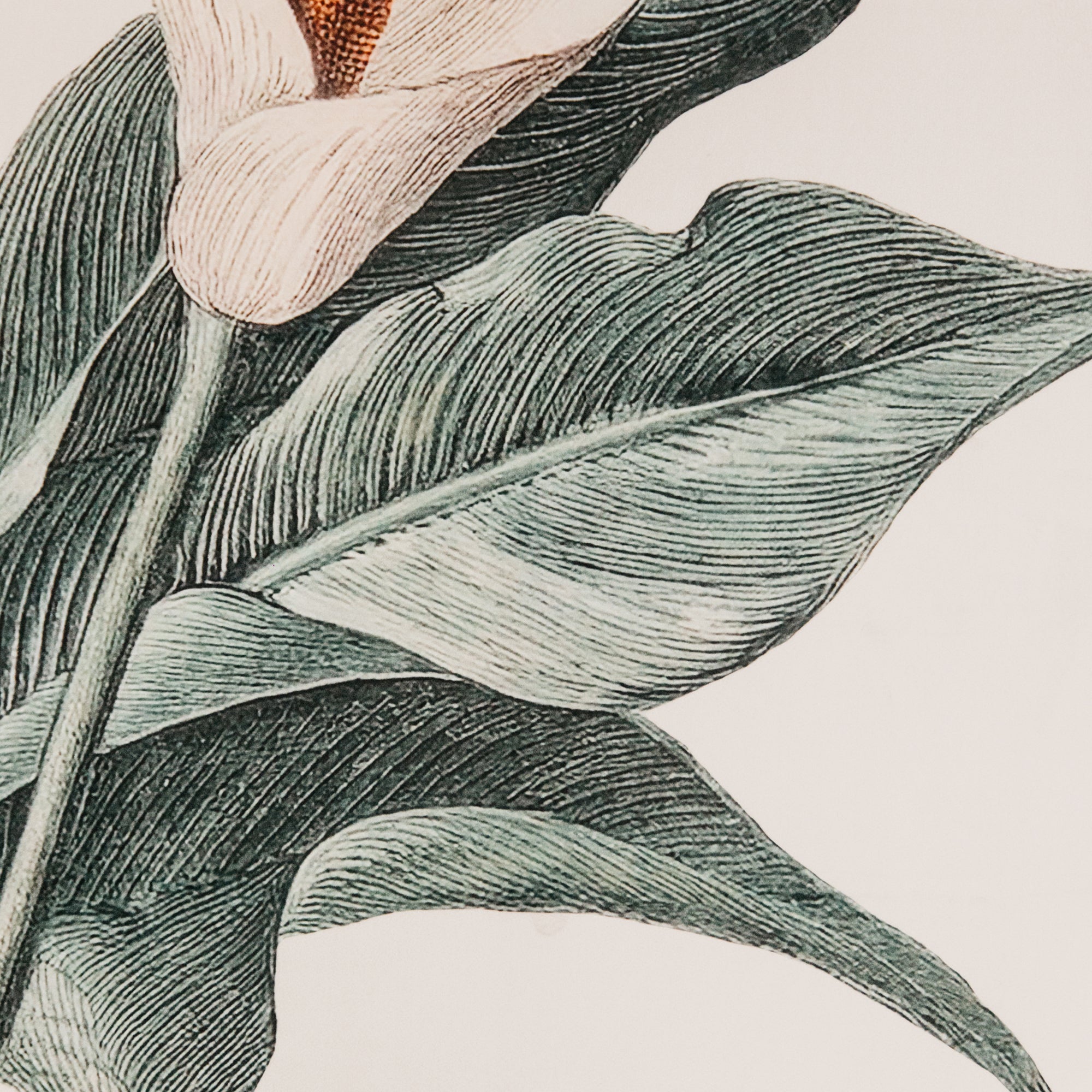 Calla Wall Art
