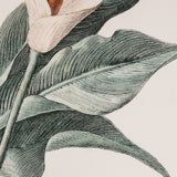 Calla Wall Art