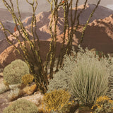 Flower Veld Wall Art