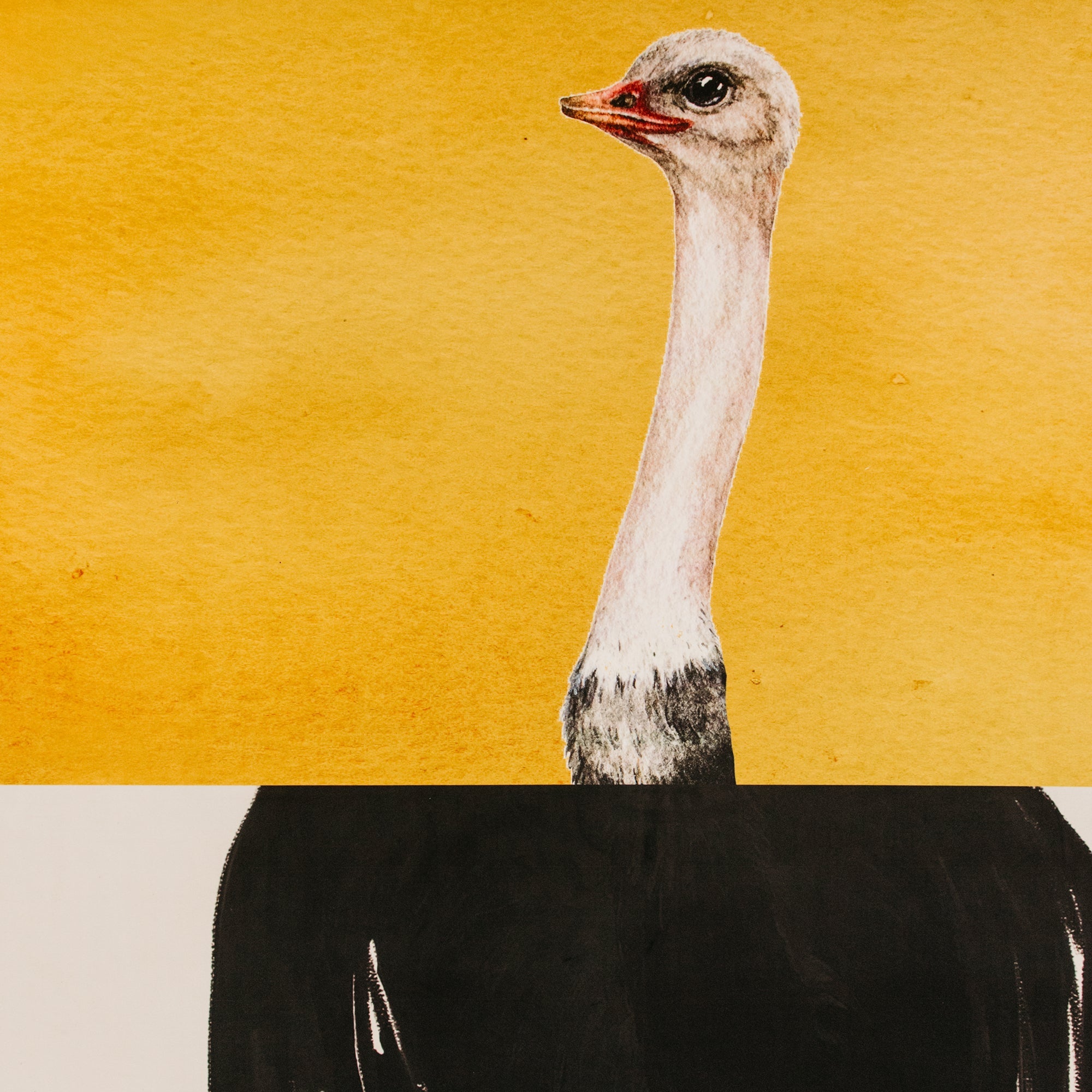 Ostrich Odyssey Wall Art