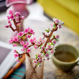LEGO® Botanicals Cherry Blossoms