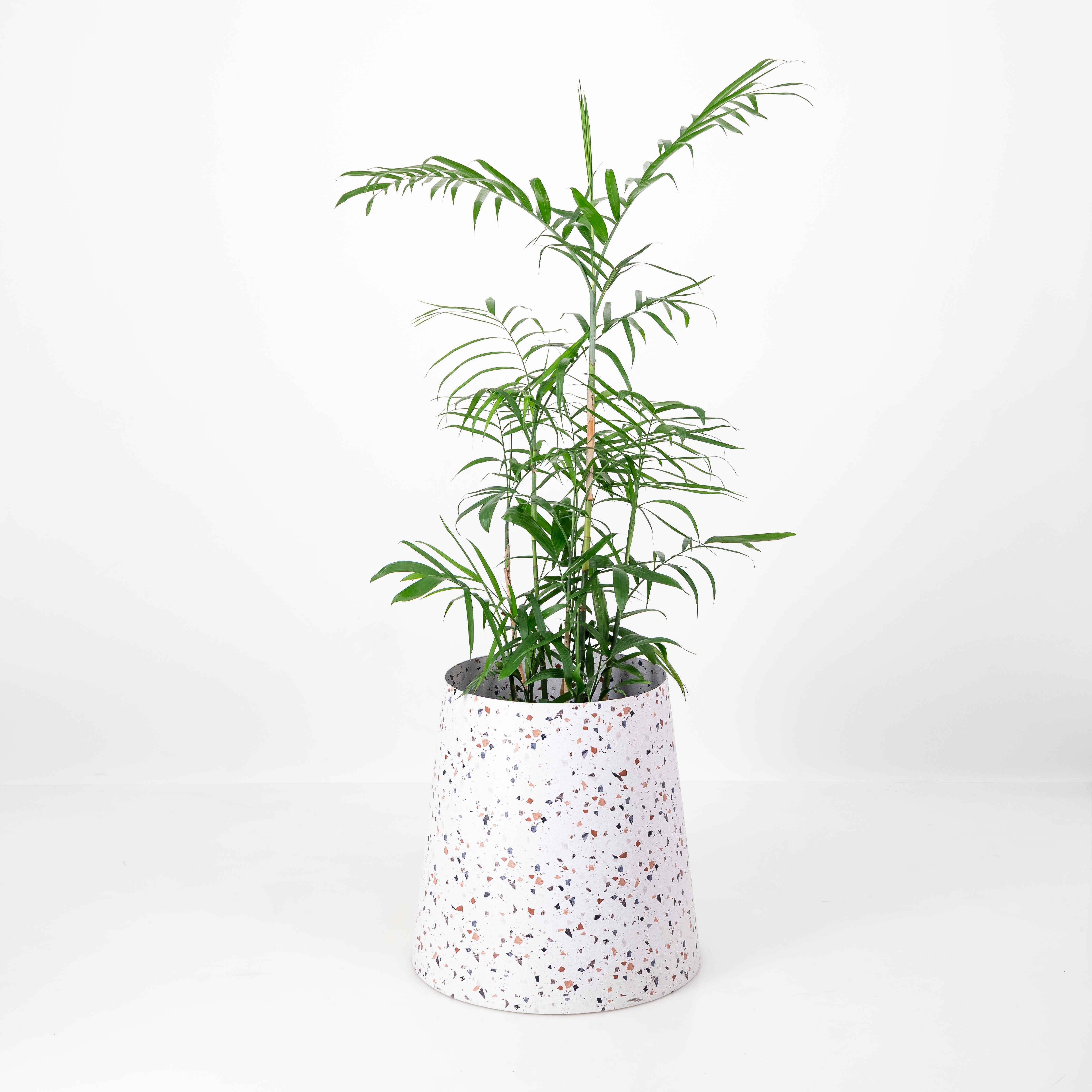 The Conica | Basic