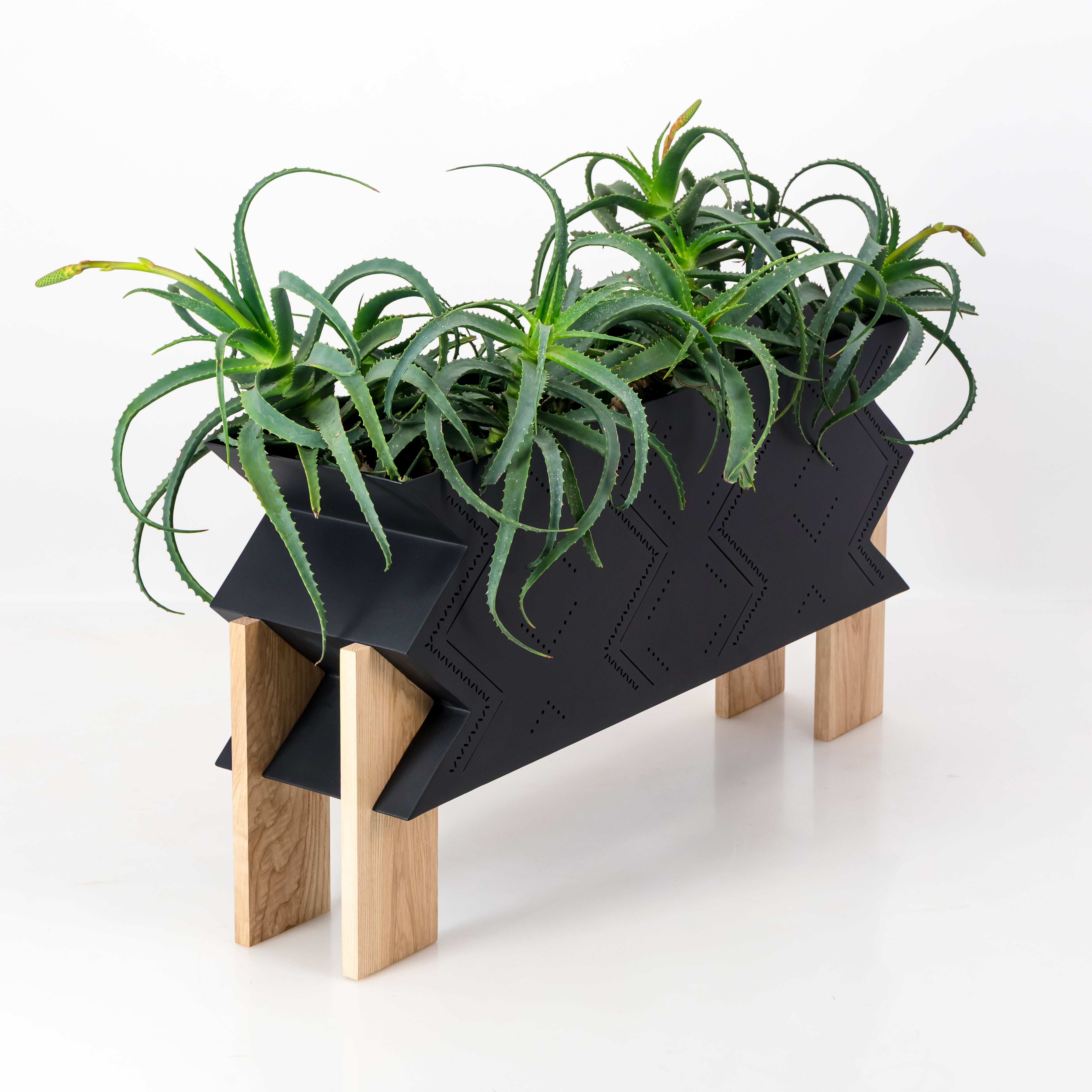 Low Poli Aloe