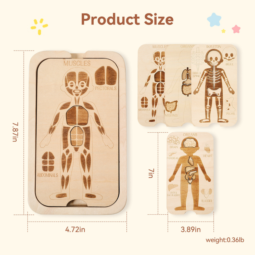 Educational Four Layer Body Chart