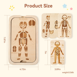 Educational Four Layer Body Chart