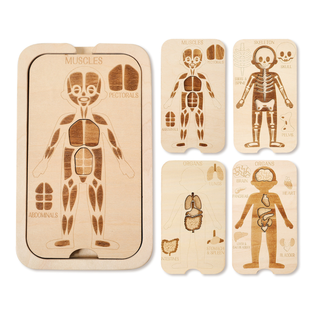 Educational Four Layer Body Chart